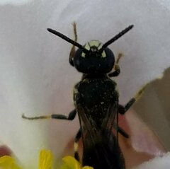 Hylaeus schwarzii