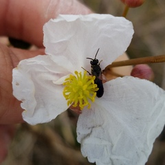 Hylaeus schwarzii