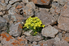Draba fladnizensis