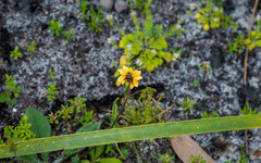 Goodenia trinervis