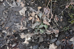 Pachysandra procumbens