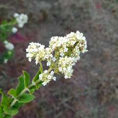 Lippia ekmanii