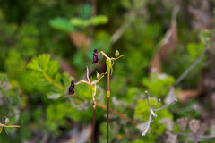 Drakaea thynniphila