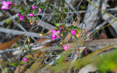 Boronia crenulata