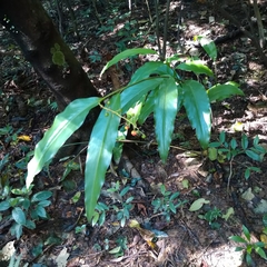 Alpinia intermedia