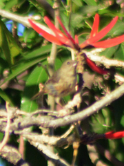 Diglossa baritula
