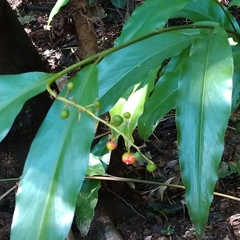 Alpinia intermedia