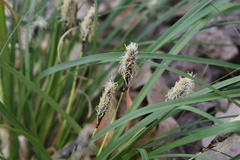 Carex picta
