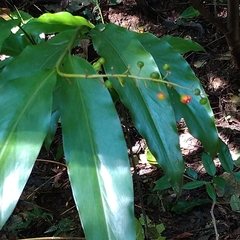 Alpinia intermedia
