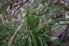 Carex picta