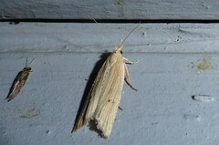 Bactra noteraula