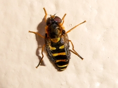 Syrphus opinator