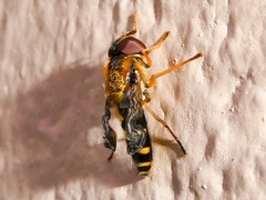 Syrphus opinator