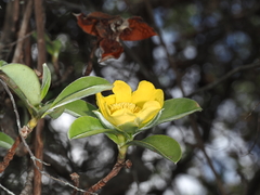 Hibbertia scandens
