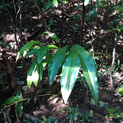 Alpinia intermedia
