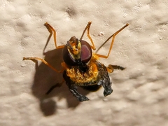 Syrphus opinator