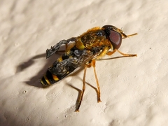 Syrphus opinator