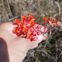 Asclepias lanceolata