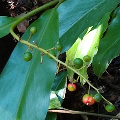 Alpinia intermedia