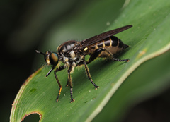 Laphriini
