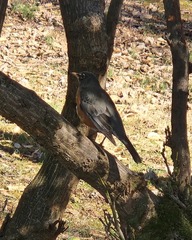 Turdus migratorius