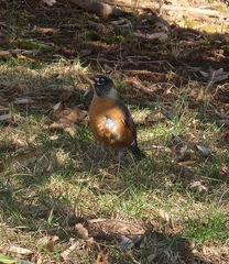 Turdus migratorius