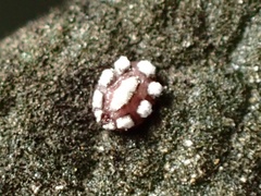 Ceroplastes sinensis