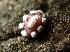 Ceroplastes sinensis