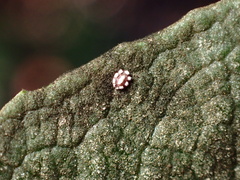 Ceroplastes sinensis