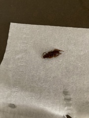 Periplaneta australasiae