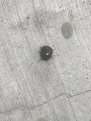 Brachyplatys subaeneus