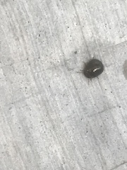 Brachyplatys subaeneus