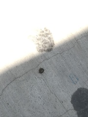 Brachyplatys subaeneus