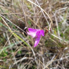 Calopogon tuberosus simpsonii