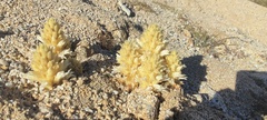 Aphyllon cooperi