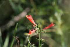 Dicliptera squarrosa