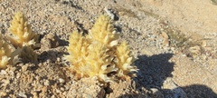 Aphyllon cooperi