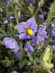 Solanum umbelliferum