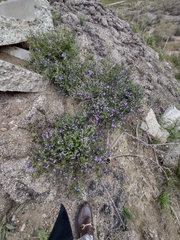 Solanum umbelliferum