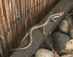 Concinnia tenuis