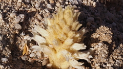 Aphyllon cooperi