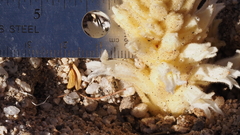 Aphyllon cooperi