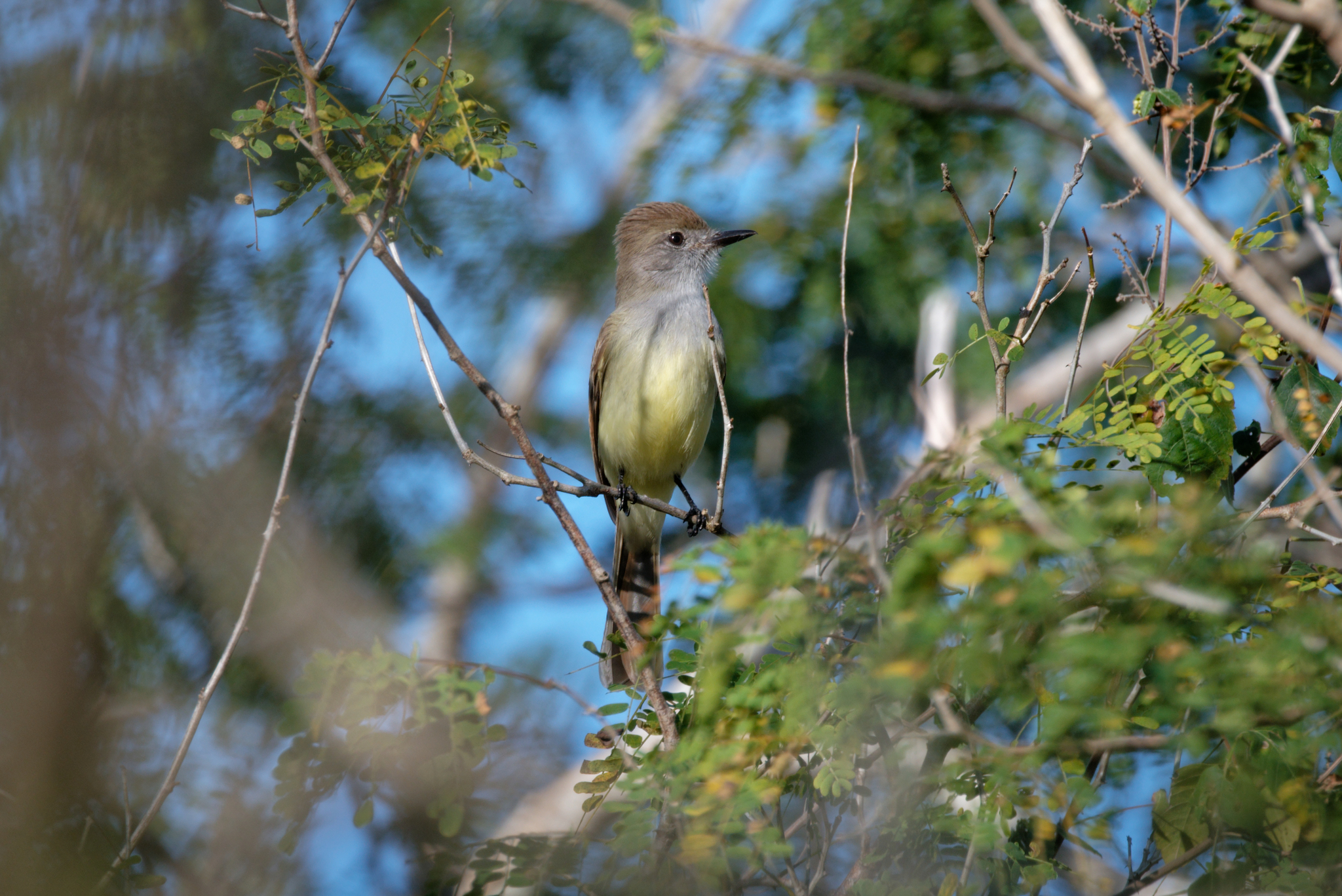Yucatan Flycatcher (Myiarchus yucatanensis), photo 5