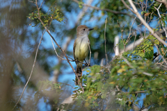 Myiarchus yucatanensis