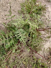 Phacelia tanacetifolia