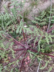 Phacelia tanacetifolia