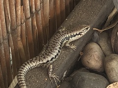 Concinnia tenuis