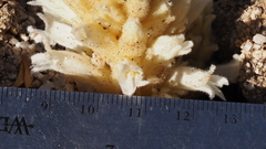 Aphyllon cooperi