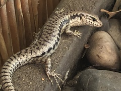 Concinnia tenuis