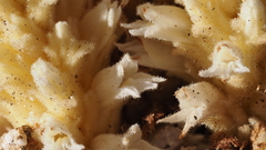 Aphyllon cooperi